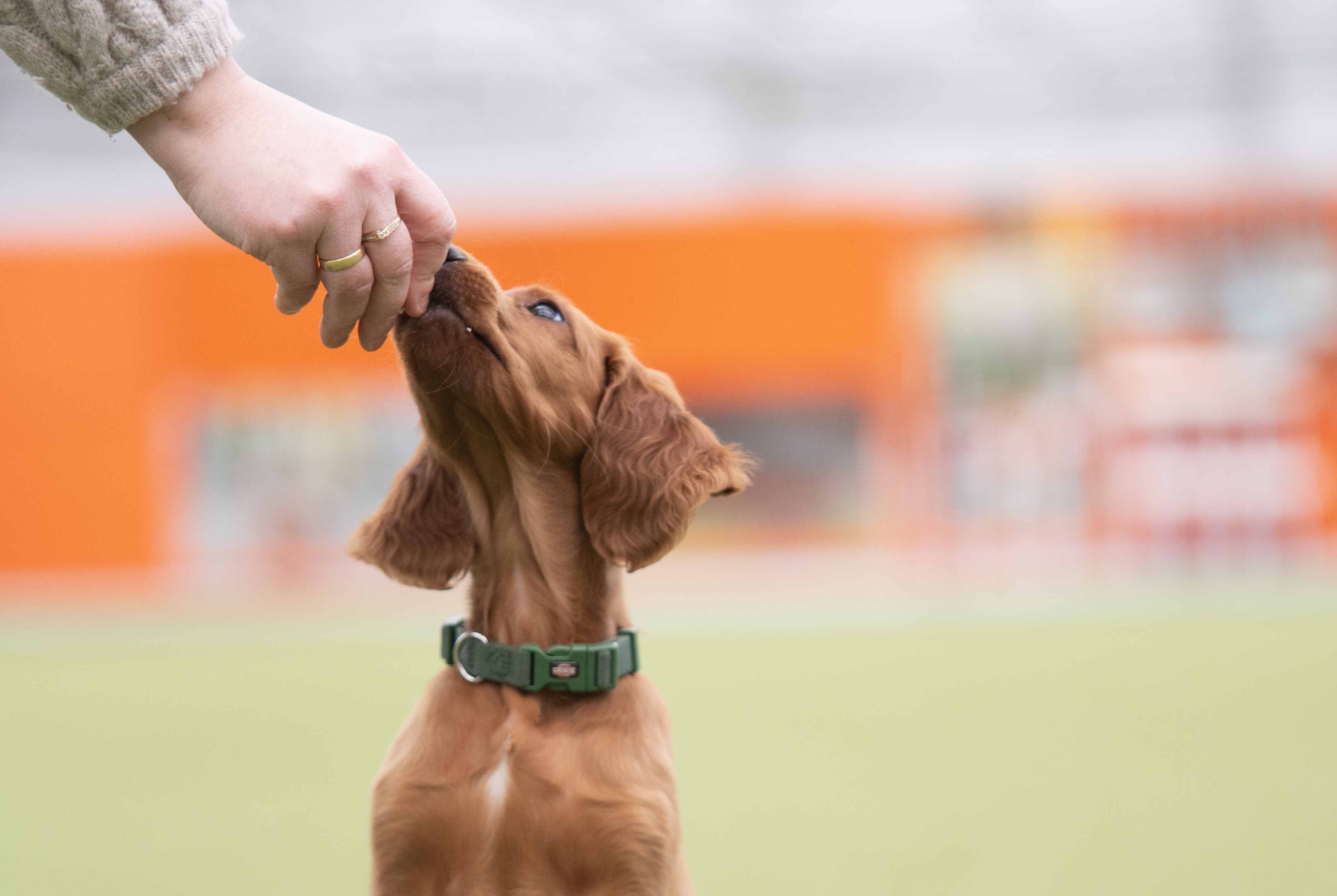 Godbiter til hund